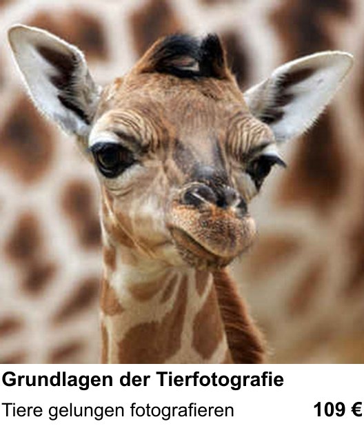 Fotografieren lernen in Darmstadt mit Grundlagen der Tierfotografie