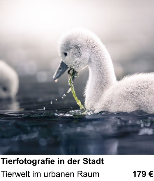 Fotografieren lernen in Darmstadt mit Tierfotografie in der Stadt