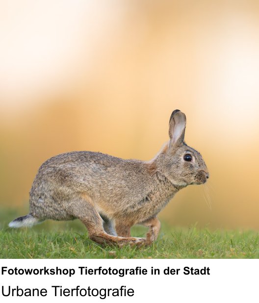 Fotografieren lernen in Darmstadt mit Fotoworkshop Tierfotografie in der Stadt