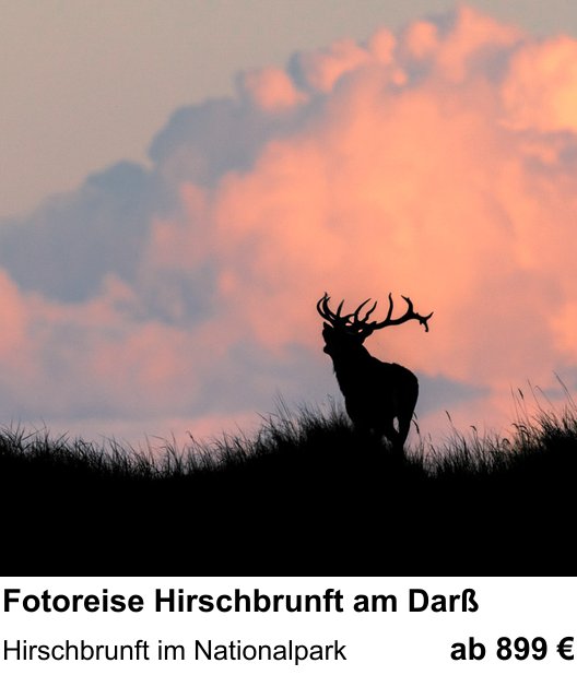 Technischer Foto-Workshop für Aufnahmen zu Fotoreise Hirschbrunft am Darß: Hirschbrunft im Nationalpark