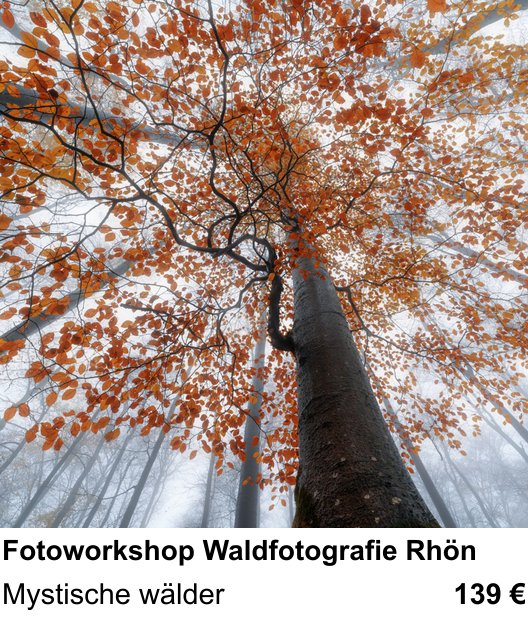 Technischer Foto-Workshop für Aufnahmen zu Fotoworkshop Waldfotografie Rhön: Mystische wälder