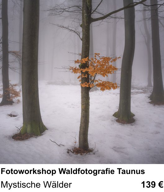 Technischer Foto-Workshop für Aufnahmen zu Fotoworkshop Waldfotografie Taunus: Mystische Wälder