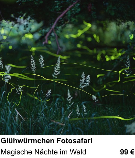 Technischer Foto-Workshop für Aufnahmen zu Glühwürmchen Fotosafari: Magische Nächte im Wald
