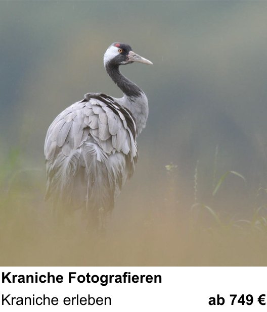 Technischer Foto-Workshop für Aufnahmen zu Kraniche Fotografieren: Kraniche erleben