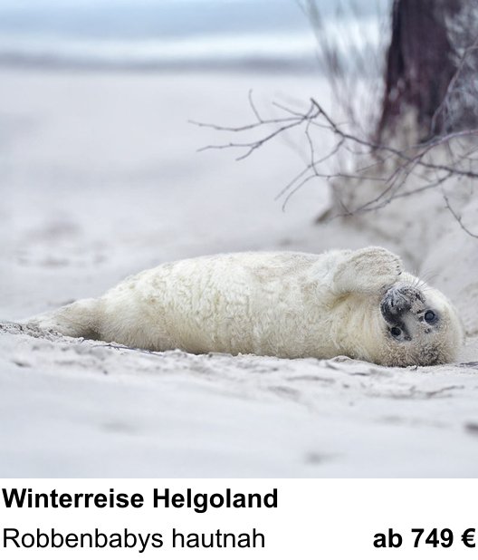 Technischer Foto-Workshop für Aufnahmen zu Helgoland-Reise zur Robbenfotografie: Robbenbabys hautnah
