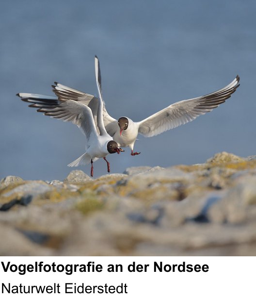 Technischer Foto-Workshop für Aufnahmen zu Vogelfotografie an der Nordsee: Naturwelt Eiderstedt