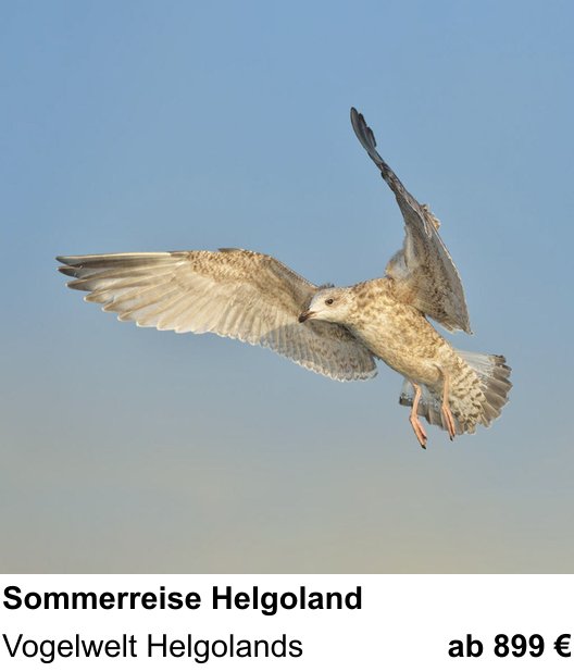 Technischer Foto-Workshop für Aufnahmen zu Sommerreise Helgoland: Vogelwelt Helgolands