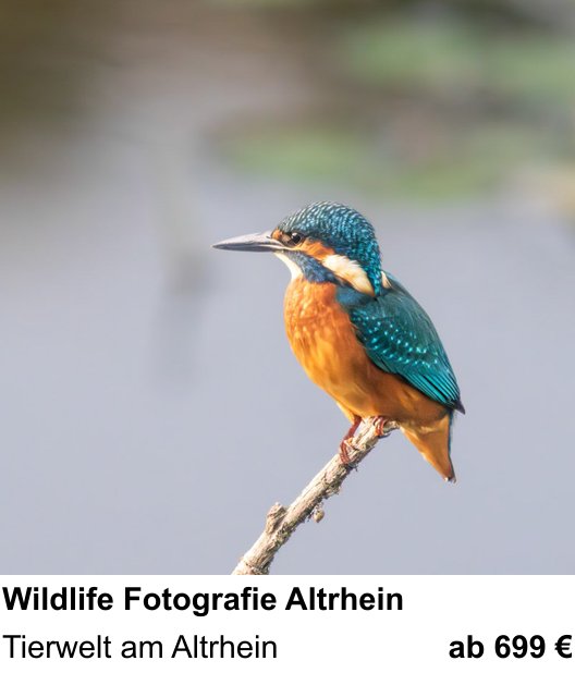 Technischer Foto-Workshop für Aufnahmen zu Wildlife Fotografie Altrhein: Tierwelt am Altrhein